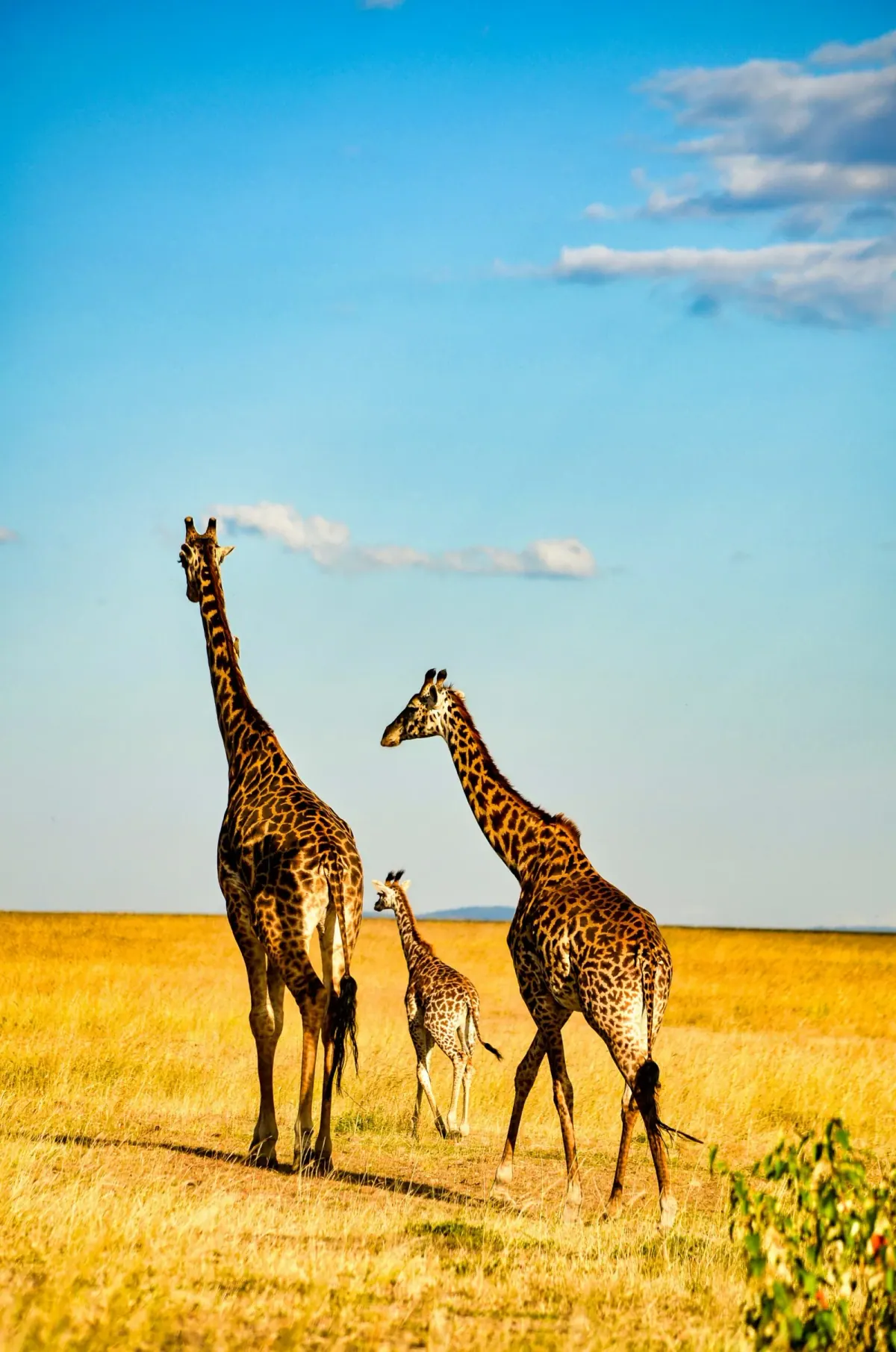 Giraffes on the plains
