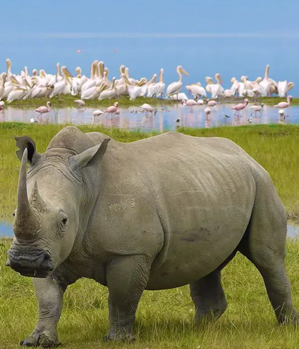 Rhino with flamingos behind