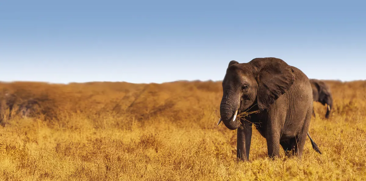 Elephant in dry grassland