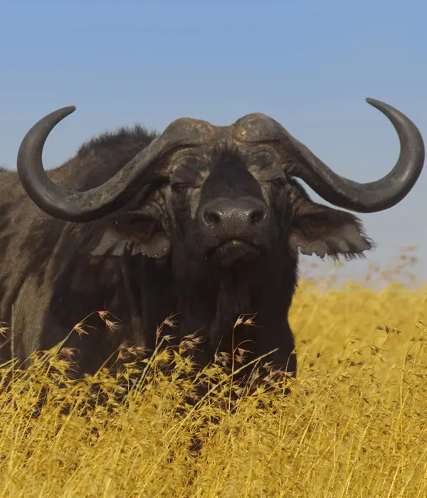Buffalo