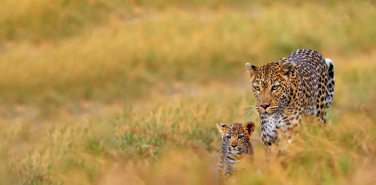 Leopard