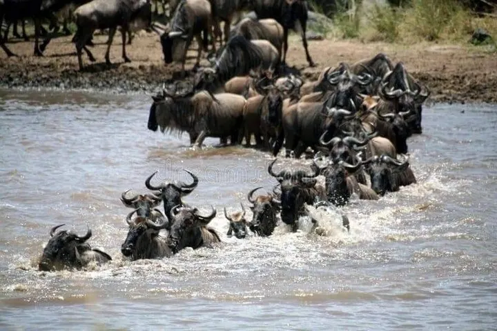 Tanzania Wildebeest Migration Safari