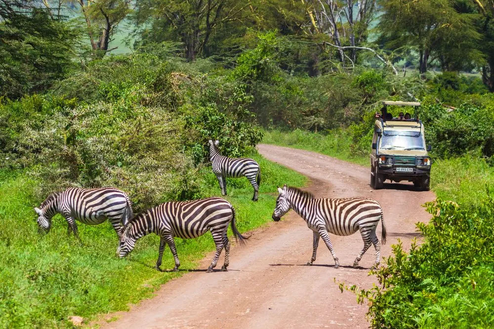 Safari vehicle with zebras on a park road