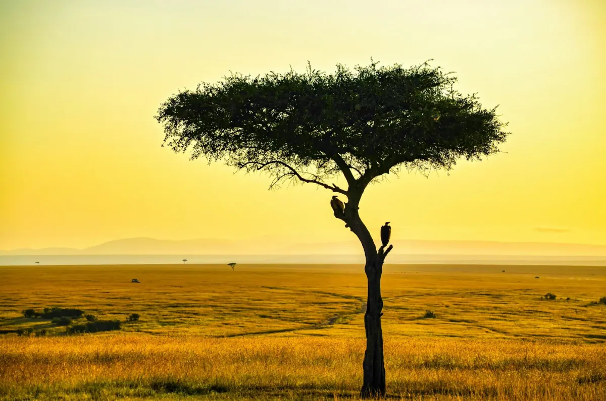 Acacia tree on the Tanzania plains at sunset