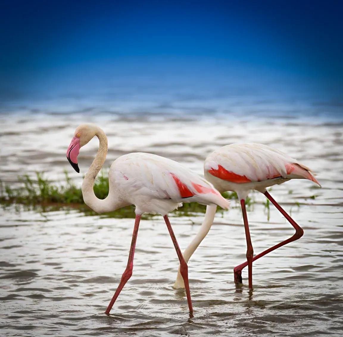 4-Day Zanzibar to Serengeti Fly-in Safari