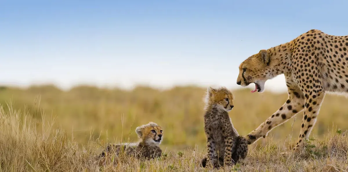 5-Day Tanzania Luxury Safari, All Inclusive