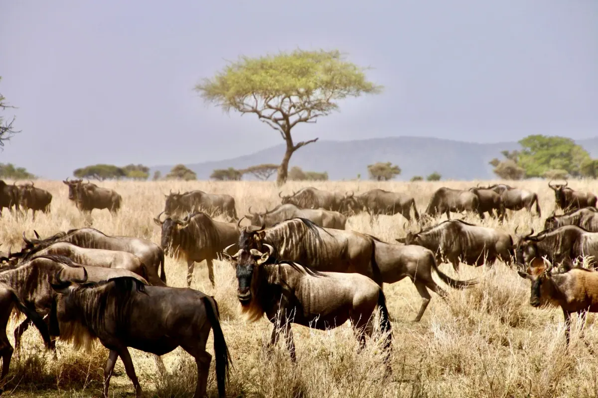 6-Day Ngorongoro, Serengeti & Tarangire NP Budget Tour