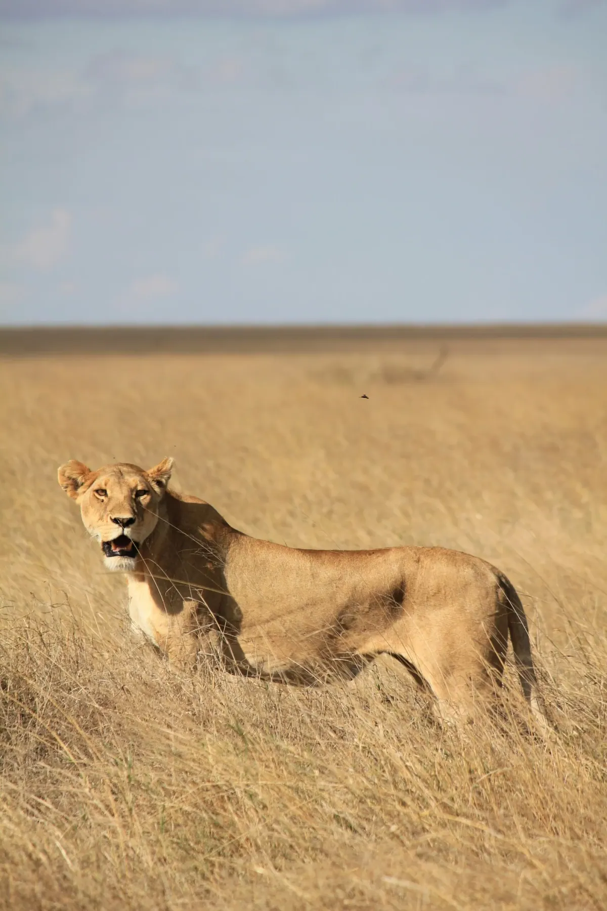 6-Day Serengeti Fly-in Luxury Safari