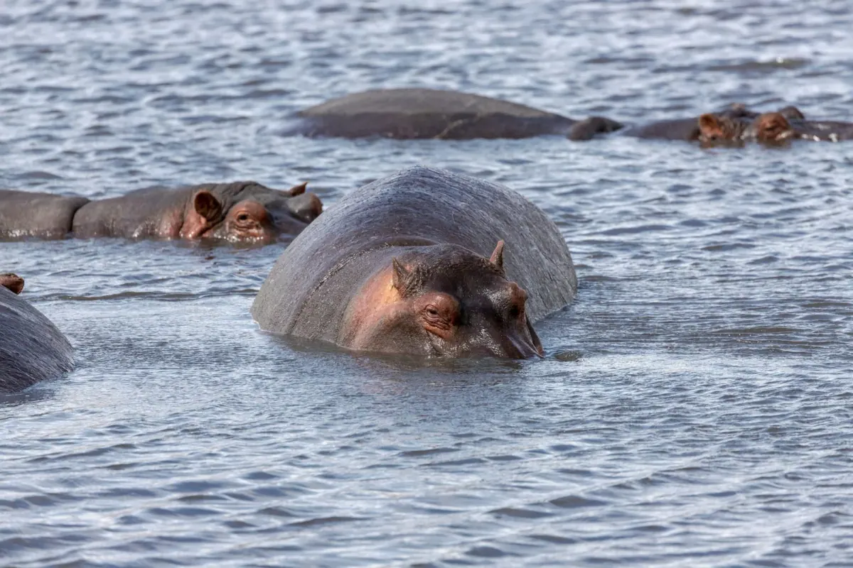 6-Day Exploring Southern Tanzania's Wild Secrets