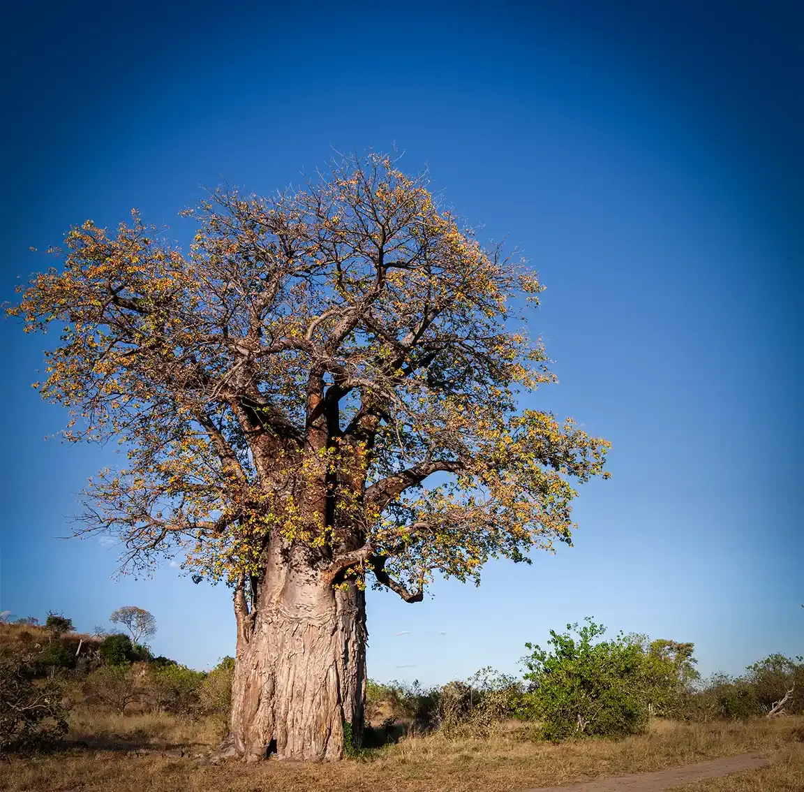 7-Day Magical Tanzania Safari and Cultural Expedition