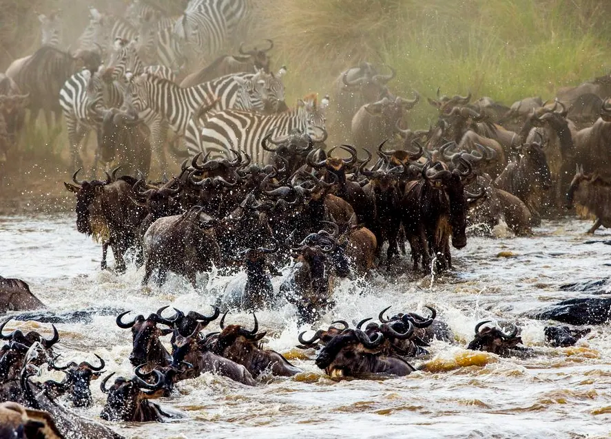 7-Day Serena Experience to Wildebeest Great Migration