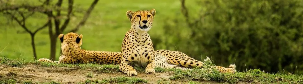 7-Day Tanzania Luxury Family Safari, All Inclusive