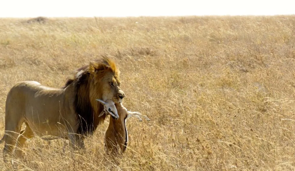 7-Day Tanzania Luxury Premium Safari