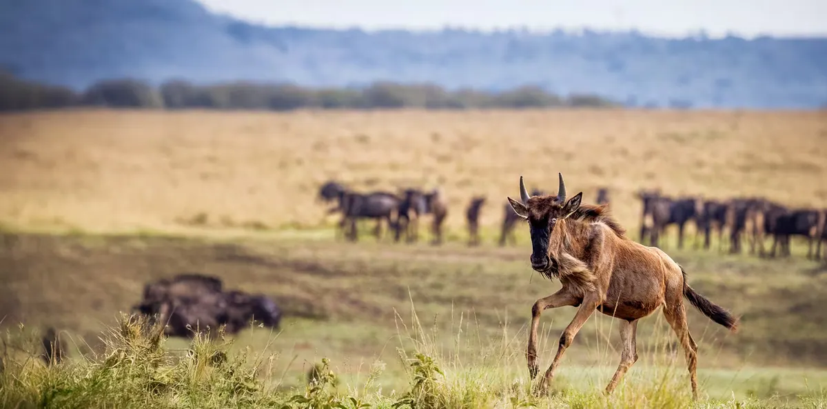 8-Day Mid-Range Serengeti Wildebeest Migration