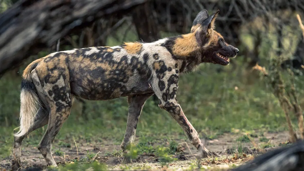 8-Day Safari to Mikumi, Ruaha & Nyerere NP