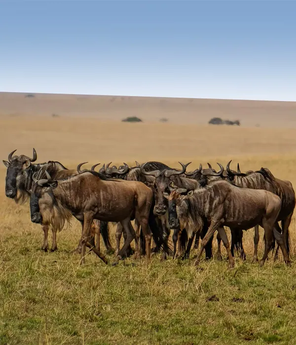 9-Day Tanzania Luxury Safari, Great Migration