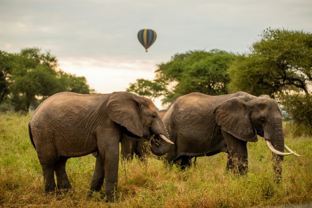 img-02-free-img tanzania wild sky nhqojbbjgdk unsplash
