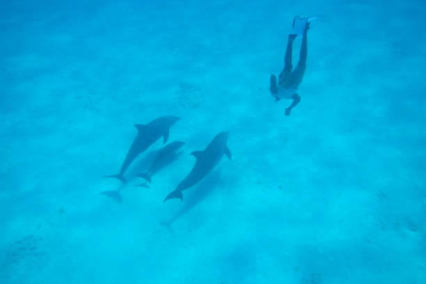 sn-man-jumping safari blue